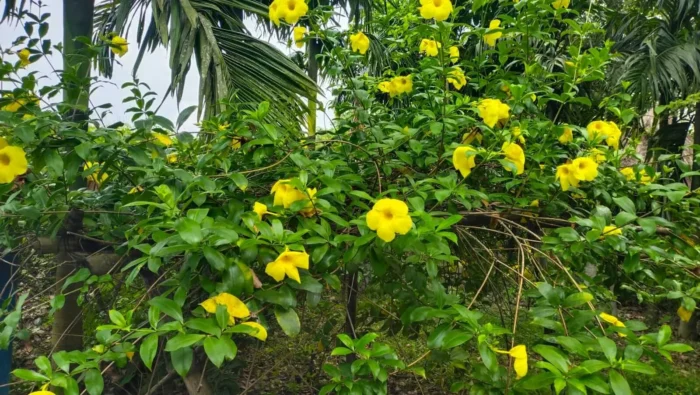 Jaldapara Forest Homestay Near Sisamara Range