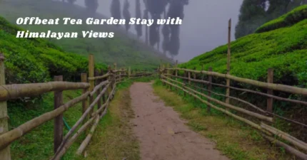 Offbeat Tea Garden Stay with Himalayan Views