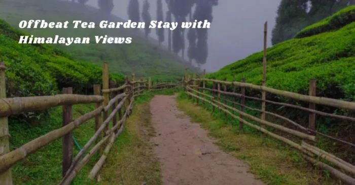 Offbeat Tea Garden Stay with Himalayan Views