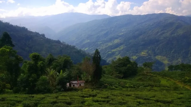 Homestay in Tukvar Tea Estate